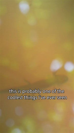 A creature I didn’t expect | Leafy Street