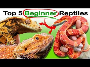 The 5 Easiest Reptiles You Can Own (No Experience)