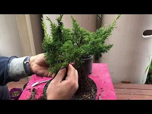 How to grow and shape bonsai Shimpaku juniper - develop twisting trunk bonsai ground layer branches