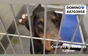 7.6K views · 1.6K reactions | UPDATE: ❤️❤️ACS FOSTER HOLD!...