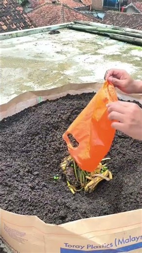 cara menyuburkan media tanam dengan meninbun limbah sisa dapur#berkebun