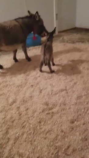Baby’s first steps… and sass 😍😫#rescueisthebestbreed #LoveMeMode #donkeytok #fyp #foryou #viral #Donkey #DonkeyAdventures #DonkeyLove #DonkeyLife #DonkeyDreams #DonkeyMagic #DonkeyCompanion #DonkeyConnection | Donkey Whisperer