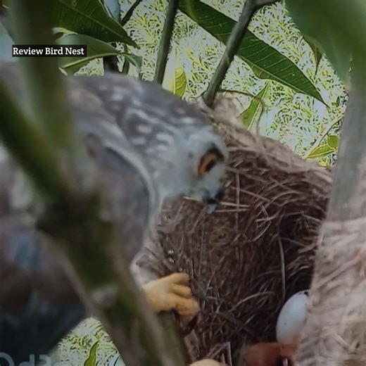 32K views · 551 reactions | Grey-headed fish eagle Birds The little bird came to the nest, but the mother bird arrived on time | Review Bird Nest | Facebook