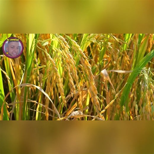Así se cultiva el arroz que llega a tu plato El arroz se cultiva en campos inundados llamados arrozales. Se siembra en agua, requiere clima cálido y mucha humedad, y tras unos 4 a 6 meses se cosecha, #AsíSeHace #CultivoDeArroz #DelCampoATuMesa #ProducciónDeAlimentos #DatoCurioso | El Urrego