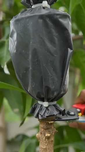 2.6M views · 45K reactions | New technique of air layering on mango tree #reels #instagram | The Planto Facts | Facebook