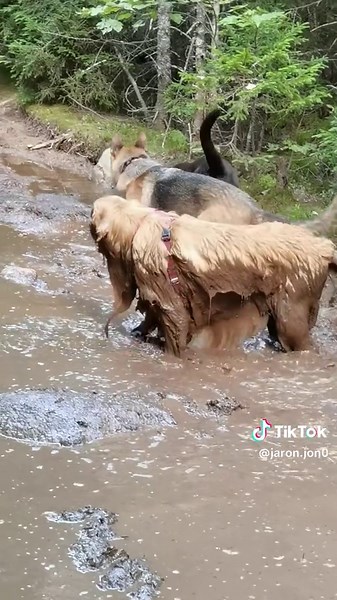Dogs Enjoying Mud Baths: A Hilarious Compilation