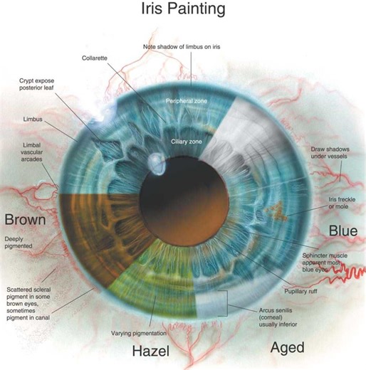 Diagram Of Iris Iris Pupillary Collarette Uvea Ciliary Margi