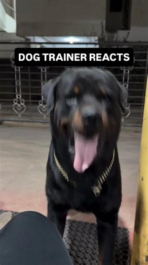 Cherry Hoggs | Dog Training on Instagram: "⚠️ DOG TRAINER REACTS ⚠️ - Rottweiler doing commands without any talking! . #dogtraining #dogtrainingtips #puppytraining #reactivedog #viral"