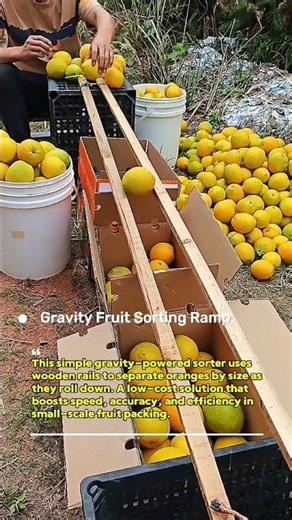 Simple Gravity Orange Sorter for Fast Farm Packing #farming #usa #shorts now go