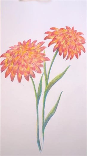 Flowers 🌷 by cheap pencils #coloredpencils #beginnerarttips #arttutorial