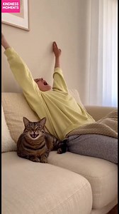 Cat's Yawn Imitation Watch this cat adorably mimic its owner's yawn and stretch! #fblifestyle #AI Generated using Kling AI . . . (For entertainment purposes only. Consult professionals if guidance on activities is presented. No brand affiliation is implied if any are shown. If inspired by true events, creative adaptations may be included. Content may include public footage.) | Fabiosa - Live easy