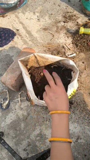 bougain billion lagana plant🌿🌳# short