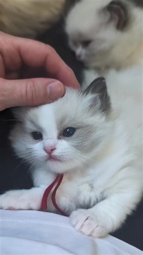 Adorable Kittens Snuggling for Cuddles