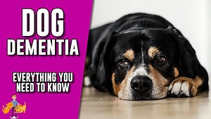 Complete Guide to Dementia in Dogs (senility signs   treatment) — Our Pet's Health