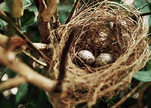 How You Can Help Birds Build Their Nests | Green Feathers