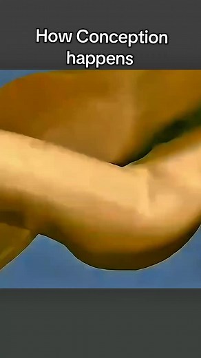 Understanding How Conception Occurs in Human Biology