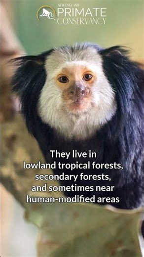 White-Headed Marmoset—Tolerant of Environmental Changes