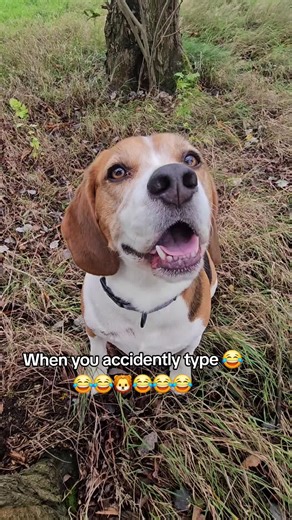 Beagle's Funny Slip-Up Moment Captured On Camera