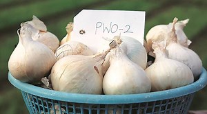 WPI inflation jumps to 7-month high in December; skyrocketing food prices hit both CPI, WPI