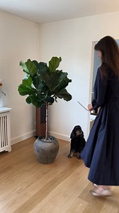 Drømmer du om en stor Opstammet Violinfigen 🌳 men orker ikke plantejagt og tunge løft? Hos Plantekøb får du en Opstammet Violinfigen (150–170 cm) leveret i krukke – klar til at pynte fra første dag. 👉 Planten koster kun 1695.- 👉 Få rabat når du tilkøber krukke! 👉 Ingen jord og rod – bare nemt og flot 💰 100% tilfredshedsgaranti ⭐️ 4,9/5 stjerner på Trustpilot 🇩🇰 Levering i hele Danmark | Plantekøb
