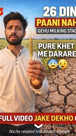 26 दिन पानी नहीं 😨 गेहूं Milking Stage में दरारें | Wheat Farming