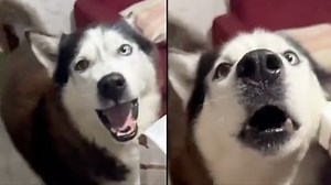 Husky with 'Italian accent' leaves people in disbelief