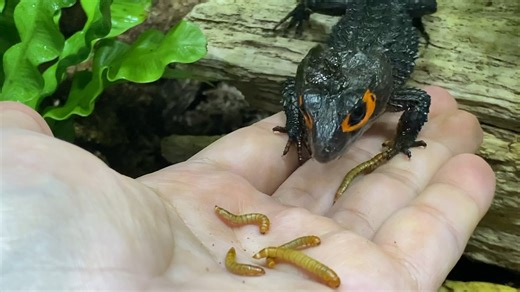 5.4K views · 83 reactions | In today's video, I will teach you the basics of gut loading your feeder insects so you can increase the quality of nutrition offered to your pet reptiles, amphibians, and invertebrates! (Link in comments) | Reptiliatus | Facebook