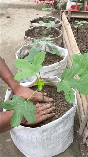 😱 Grow Okra in a Waste Cement Bag! Fast Growth & Huge Harvest 🌱♻️ #shorts #okra #gardening #plants