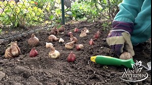 Van Zyverden Oxalis Versicolor Set of 5 Bulbs