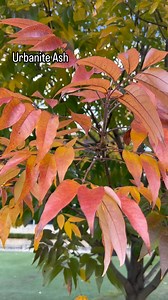 Looking for a great shade tree that grows into a beautiful shape? Fraxinus Urbanite is one of my favourite shade trees. It grows 11 metres high by 8 metres wide so you need lots of space for this one. It grows quickly and the autumn foliage is spectacular. #fraxinusurbanite #urbaniteash #shadetrees #autumn #colour #warmup #happiness #gardening #gardeningaustralia #betterhomesandgardens #flemings #trees #timsgardencentre #campbelltown | Tims Garden Centre Campbelltown NSW