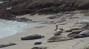 We are excited to share that the new and improved Horseshoe Cove webcam is now live! Thanks to the generous support of our donors, this live-streaming webcam offers a peek into a living laboratory and outdoor classroom of the UC Davis Bodega Marine Reserve, where the Bodega Marine Laboratory is located. Here are some favorite screen captures from the initial tests of the camera and its remote zoom and panning controls. Make sure to watch until the end for a seal-sational stretch and sneeze! 🤧🦭