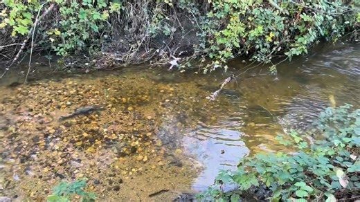 🥁Drumroll, please… Our end-of-season 2025/2026 Dry Creek Chinook Salmon Survey total is here! 🐟This season, 254 Chinook salmon were spotted - our highest count in 11 years. A heartfelt thank you to all our volunteers! These surveys help raise awareness about these incredible creatures throughout our region 💙 #salmon #chinook #citizenscience #placer #sacramento | Dry Creek Conservancy