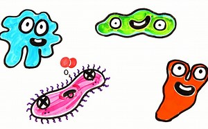 【AsapSCIENCE】人类是如何演变至此的 @糖点字幕组