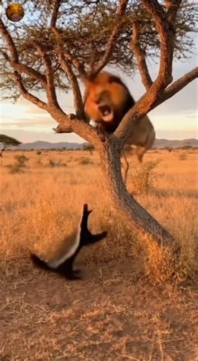 Lion vs Honey Badger – Part 2 | Epic Animal Clash
