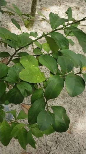 Increasing circulation naturally