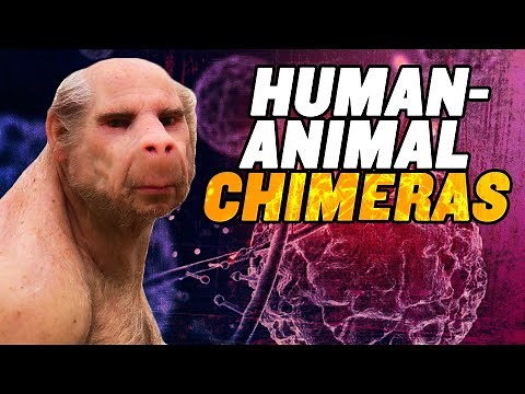 Human Animal Chimeras: US Senate OPPOSES Ban