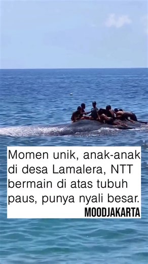 JAKARTA FOLKMOOD MEDIA on Instagram: "Luar biasa berani! anak-anak di Desa Lamalera, NTT, terekam sedang asyik bermain dan berenang bersama seekor paus. Tak ada rasa takut, mereka bahkan duduk di atas tubuh paus tersebut 🌊🐋 [📸 @mansyursagran_]"