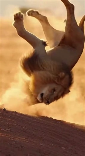 “When a Lion Slips… and the Warthog Wins 😂”