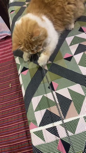 “My Cat Can’t Stop Playing With This String! 🐱🧵”#cat #catshorts #cutecat #funnycat #catplaying