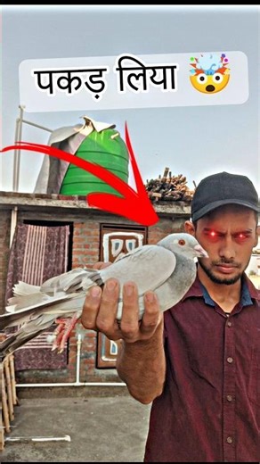 चालक kabutar pakda Liya 🤯 kabutar ki video #shorts #ytshorts #kabootar #minivlog