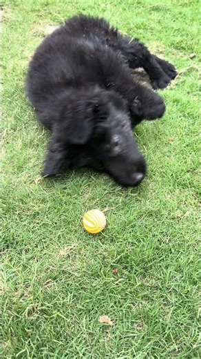 Blackie is giving this ball a very suspicious look! #puppy #GermanShepherd #PuppyTraining #DogLovers