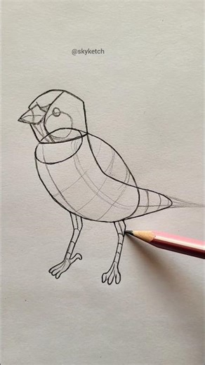 how to draw structure of bird #art #sketching #shorts #skyketch