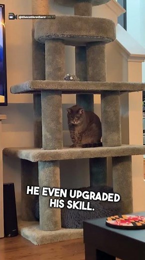 This Cat’s Hair Tie Trick Is Pure Genius 😺