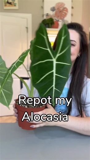 Alocasia Frydek Repotting: Signs of Rootbound