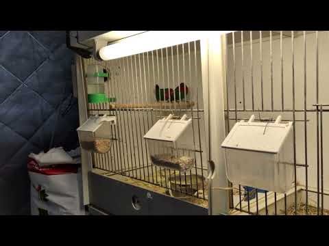 Parrot finch singing