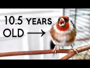 Ultimate Guide: EVERYTHING Your Bird Needs *ALL BIRDS*