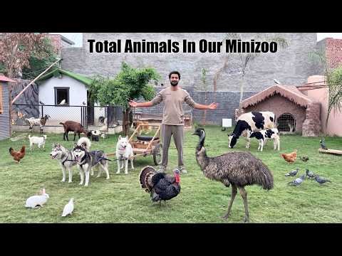 Humaray Minizoo Main Kitnay Janwar Hain?