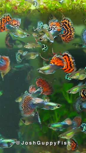 Guppy Fish: The Joy of Aquarium Life