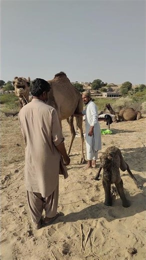 الناقة تلد صغيرها في صحراء ثر