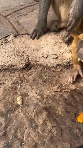 🐒😁 #comedy #monkey #funnymonkey #monkeyseemonkeydo | Funny Voice Over